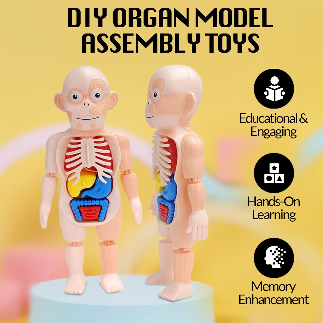 DIY Organ Model Assembly Toys - Hardik Test - Home Essentials Store