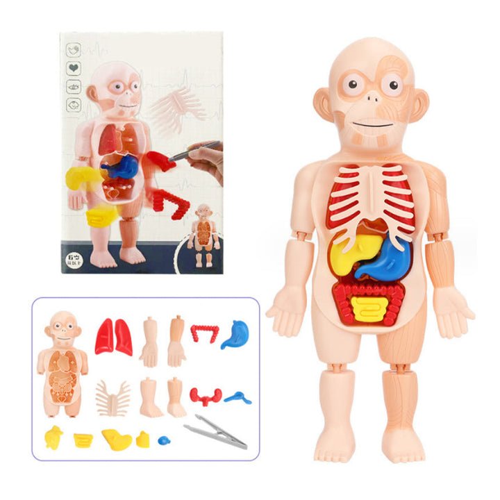 Human Organ Model DIY Assembly Toys - Home Essentials Store