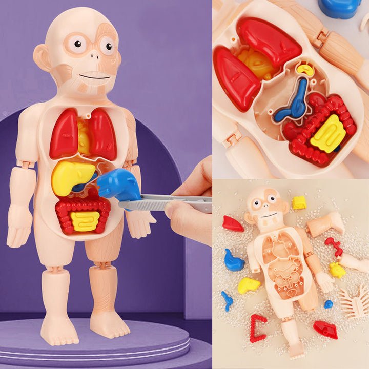 Human Organ Model DIY Assembly Toys - Home Essentials Store